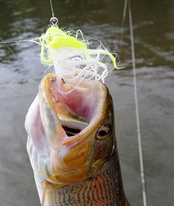 #flyfishing #flyfishingguide #fly #flyfishingbrasil #dourado #dorado #goldendorado #goldenfish #fish