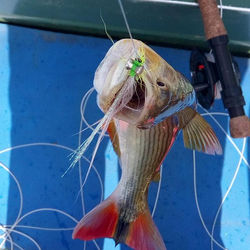 Mais douradinho 2_#flyfishing #fly #flyfishingguide #flyfishingbrasil #dorado #dourado #goldendorado