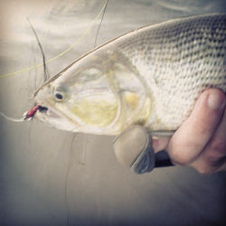 #dourado #dorado #goldenfish #reidorio #salminnus #pesqueesolte #catchandrelease #flytying #tying #a