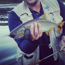 #flyfishingbrasil #fly #pescacommosca #pescaria #flyfishing #pescaria #fishing #fish #pesqueesolte #