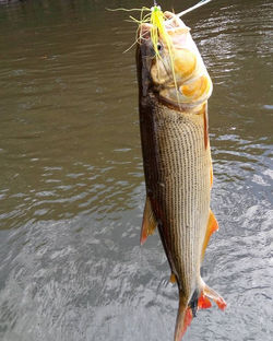 In live _#flyfishing #flyfishingguide #dorado #dourado #aovivo