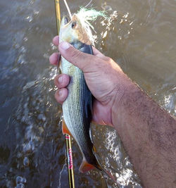 Fióte__#flyfishingguide #flyfishing #fly #flyfishingbrasil #dorado #dourado #vadeio #wader #wadding 
