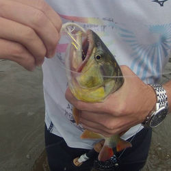 #flyfishing #flyfishingguide #flyfishingbrasil #dorado #dourado #douradonovadeio #vadeio #wader #wad