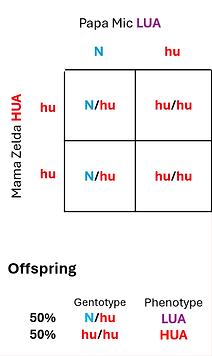 A WURF Punnett square (LUA x HUA)