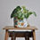 Miniature : cache pot plante intérieur décoration home lifestyle coton lin impérméable motif lyon créatrice artisanat handmade jardin
