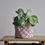 Miniature : Cache-pot Rifa