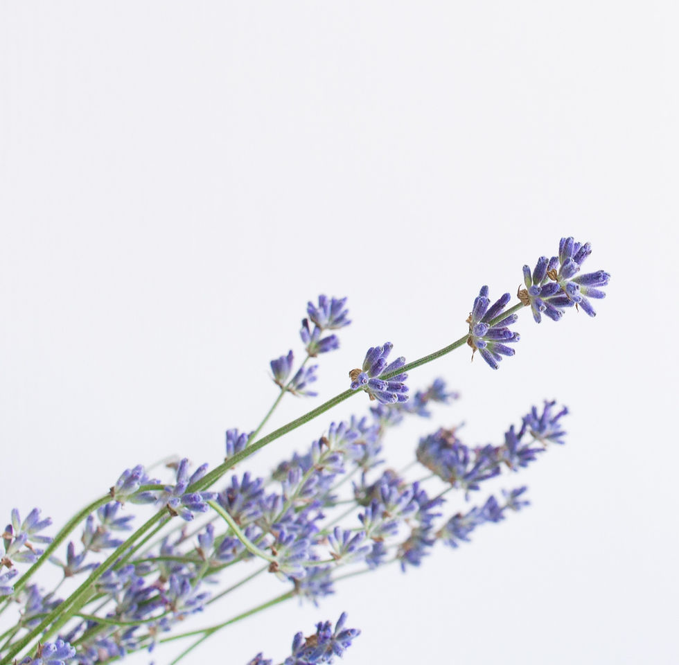 Thumbnail: The ‘Scent of Provence’ France