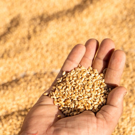 Organic vs. Conventional Farming: Understanding the Key Differences