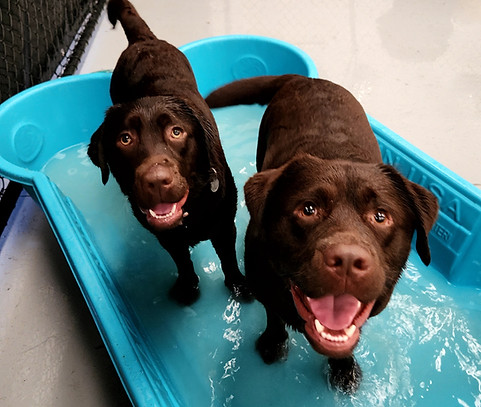 Happy Labradors at daycare