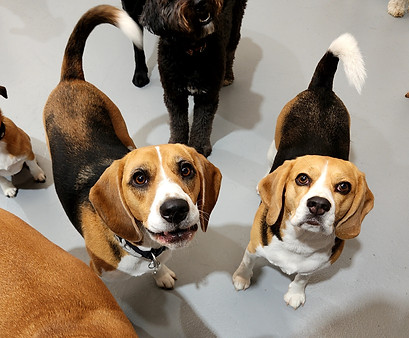 Happy Beagles at daycare