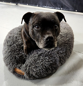 A happy old dog on a soft bed