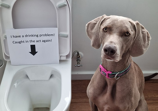 A dog being shamed for drinking from the toilet