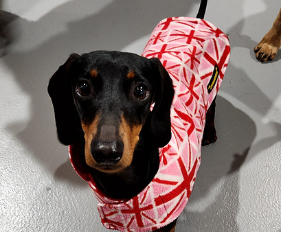 A happy Dachshund at daycare