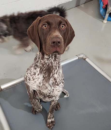 A happy dog