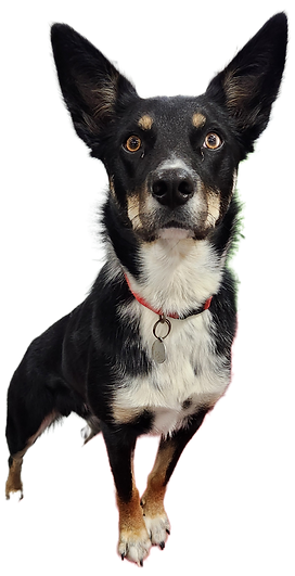 A happy dog