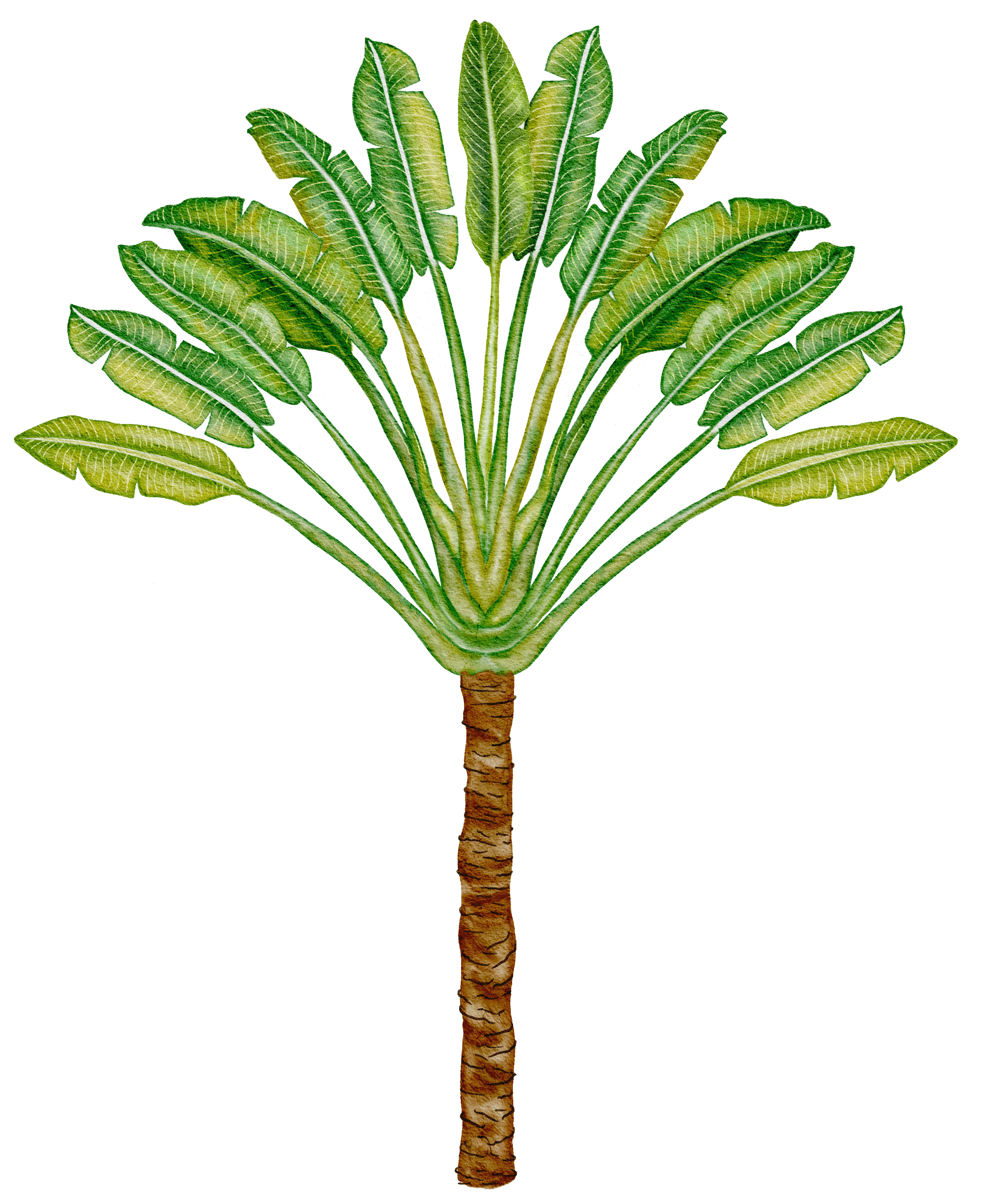 Sublime_Watercolor_Mixed 23.gif