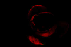 a_i-tulipe-2.jpg