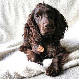 Pet accessories. Dog lover. Pet parent. Enrichment tips. Enrichment prep. Lead holder. Dog accessories. Dog tag.