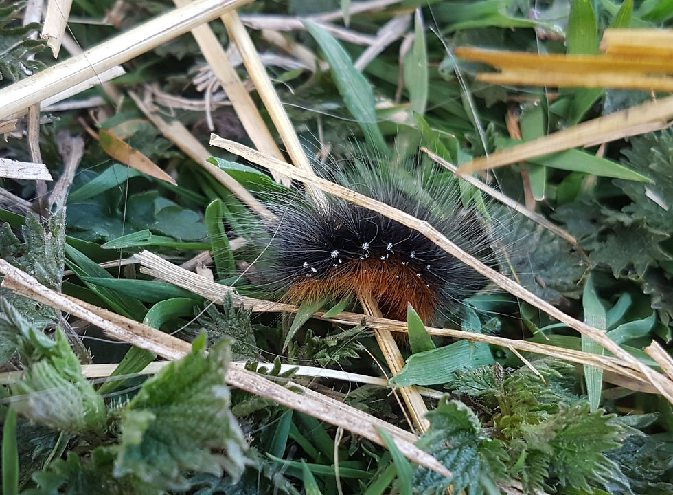 chenille à l'aventure
