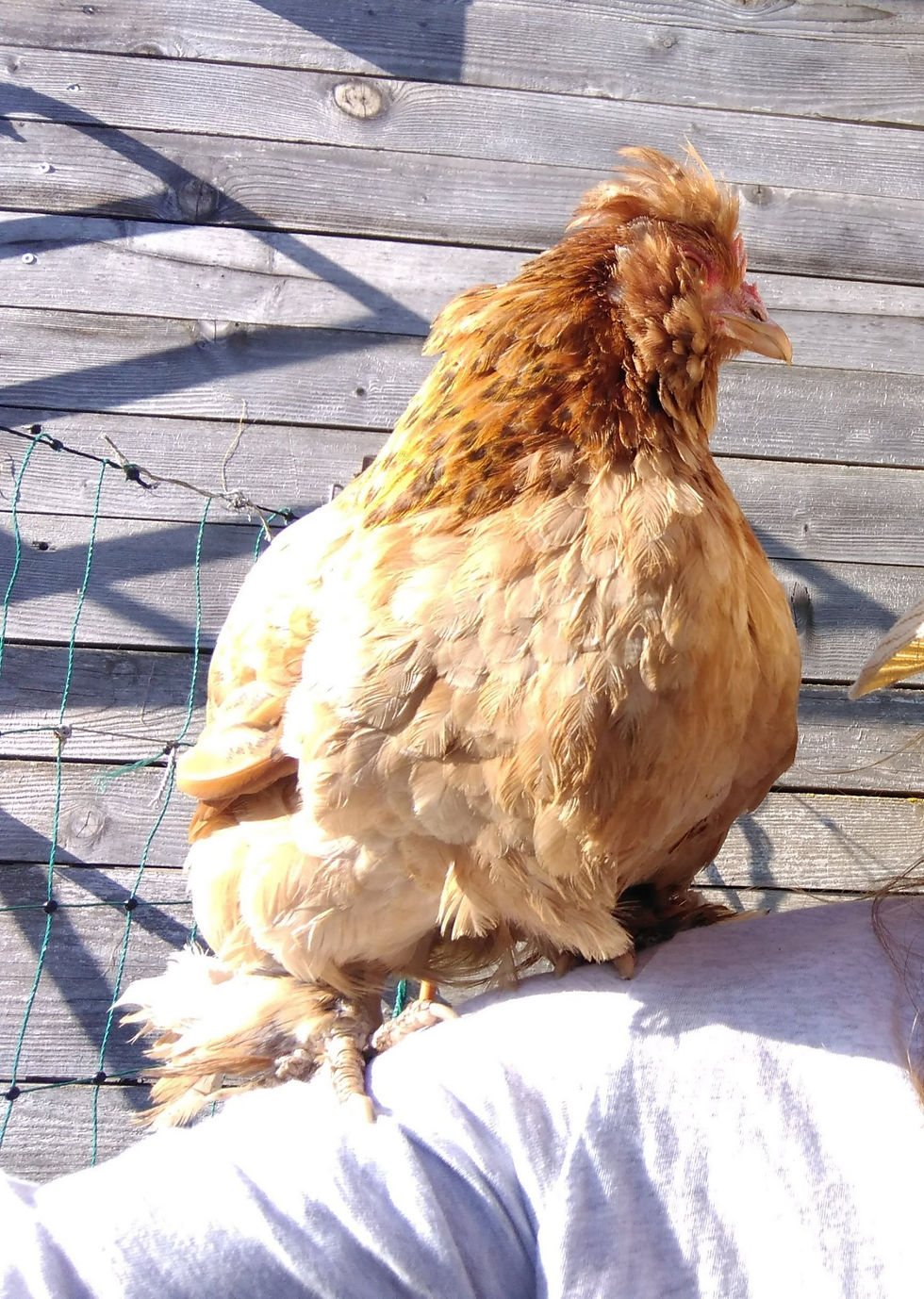 Mathilda, poules au jardin sanctuaire planète indigo