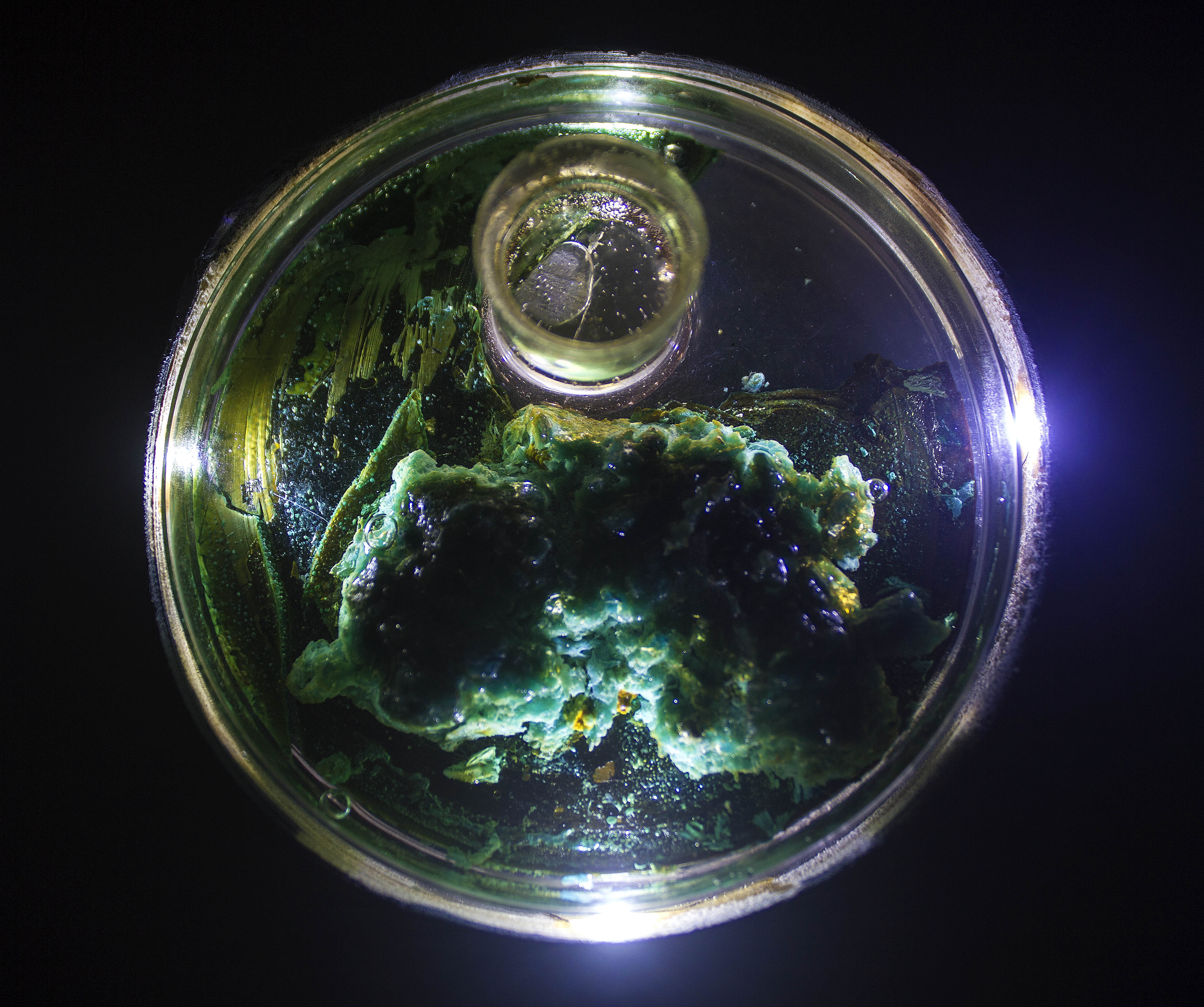 Microcosm 1 Detail 4