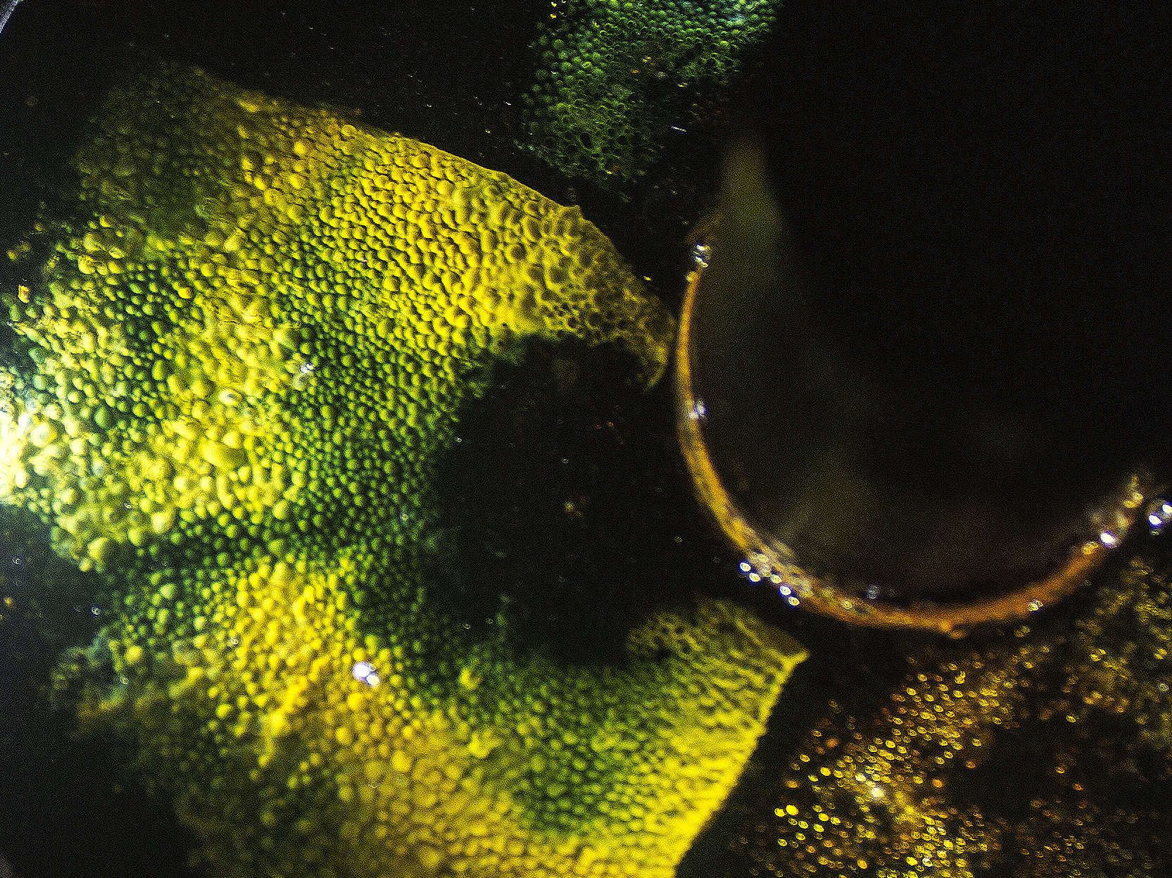 Microcosm 1 Detail 5