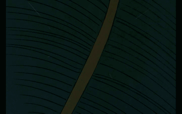 ratiganfallgif