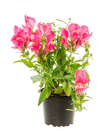 isolated-potted-blue-antirrhinum-flower-2021-08-26-22-31-18-utc.jpeg