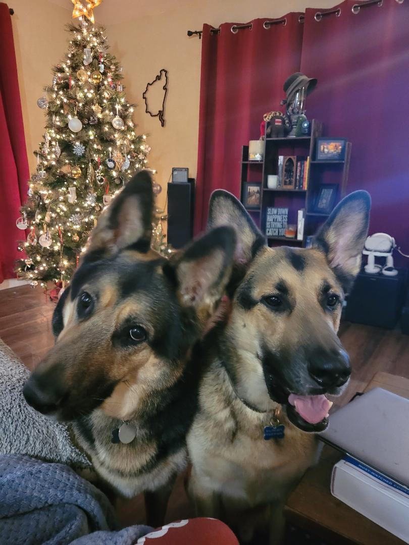 Dogs.jpg
