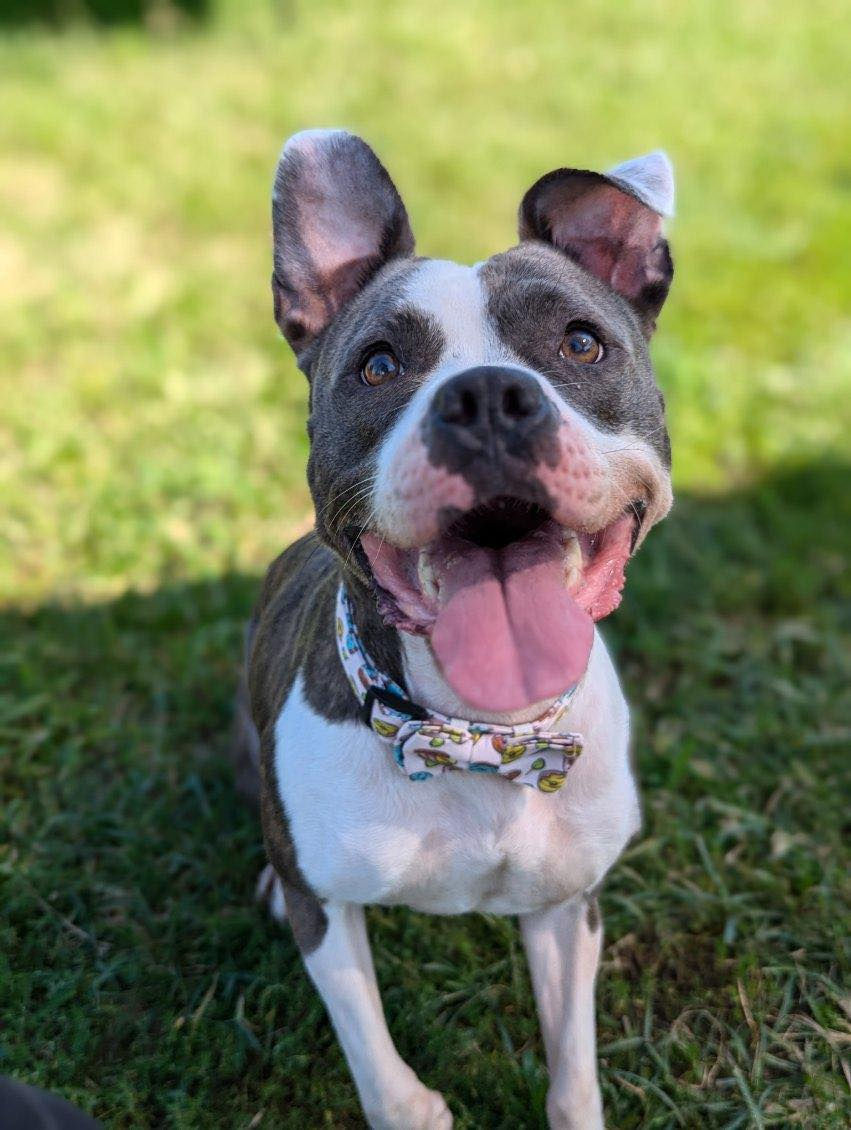 Richmond Animal Care & Control Adoption Event