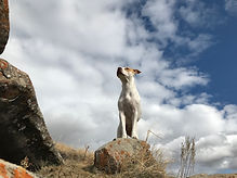 IMG_1785.jpeg