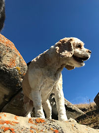 IMG_1946.jpeg