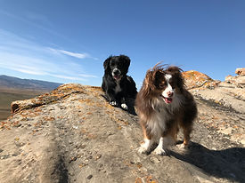 IMG_1739.jpeg