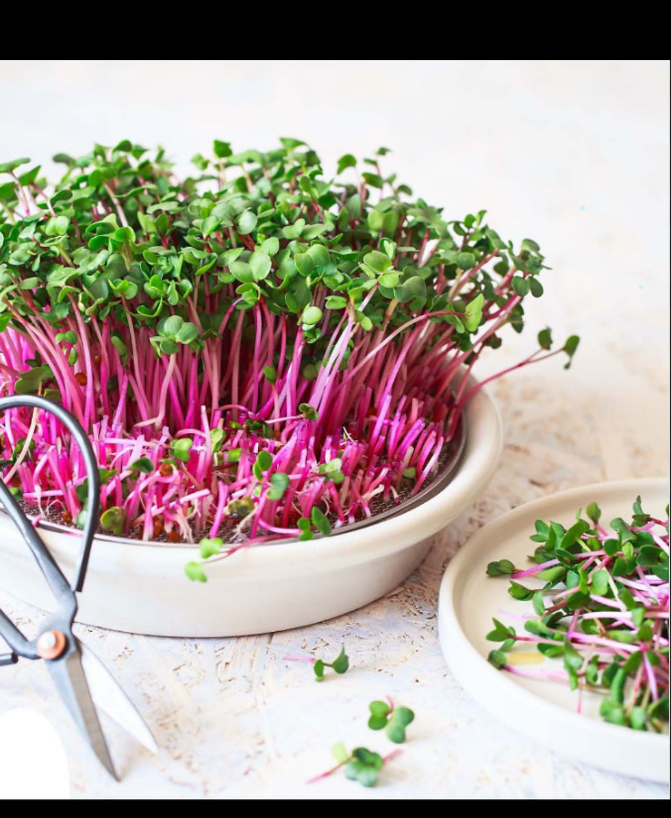 DIY Microgreens with God’s Harvest