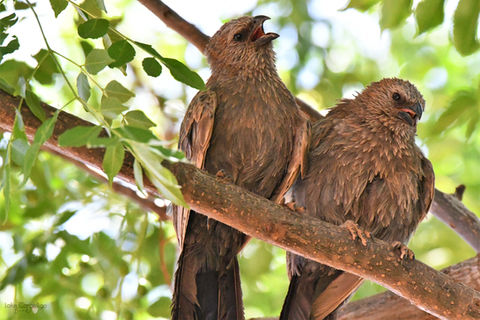 Apostlebirds adams 10thdec19.jpg