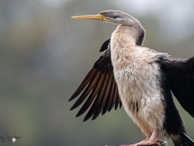 WATER australian darter _DSC8896.jpg