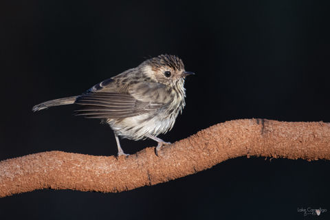 Speckled Warbler.jpg