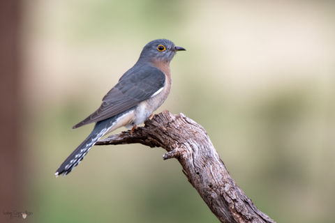 CUCKOO fan-tailed cuckoo.jpg
