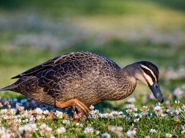 pacific black duck giff.jpg