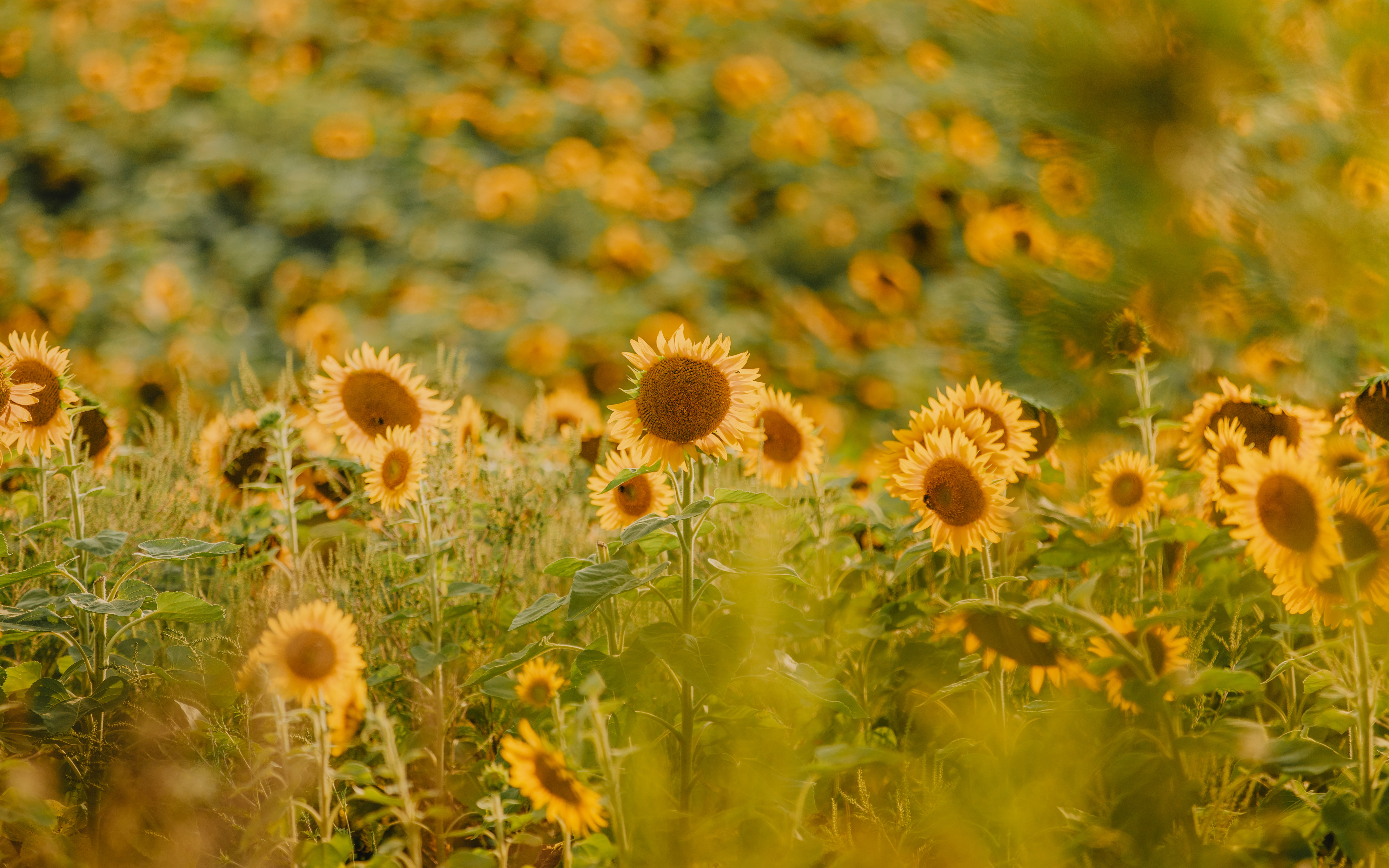 Writer: Sunflower Garden