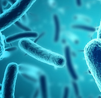 bacteria under a microscope