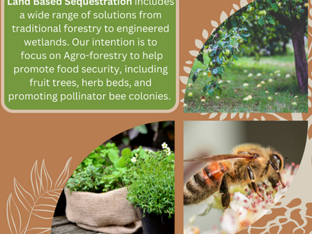 From LCA Data Entry to Agroforestry: Our Project in Detail