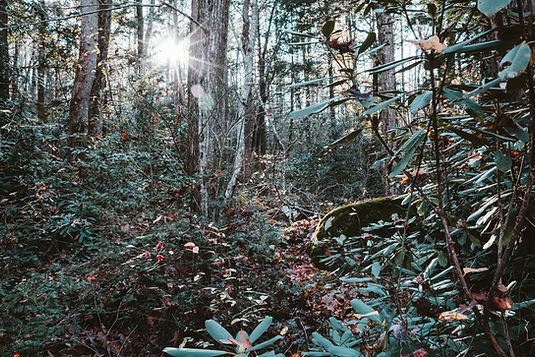Rhododendron in Eastern Woodlands