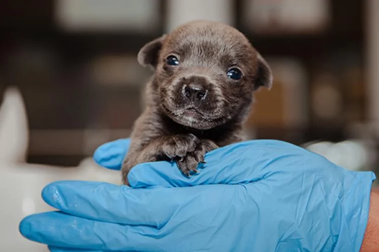 puppy.webp