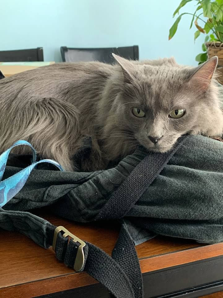 My cat helping me work or judging what I've written
