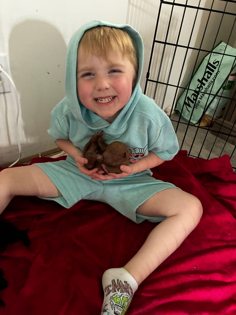 Smiling boy holding two foster puppies
