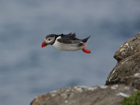 Alta í sumarfrí - Sjáumst eftir Verslunarmannahelgi