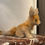 Miniaturbild: Original Steiff Stofftier Fuchs "Xorry"