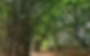 Bamboo Forest, Hennur — Nature’s Green Escape