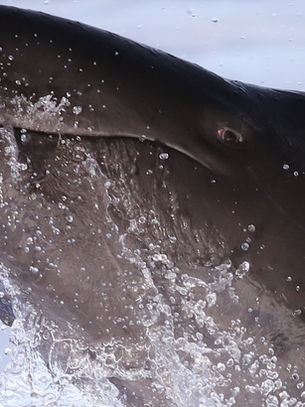 New publication: Are Hawaiʻi’s False Killer Whales Consuming Enough Food? 